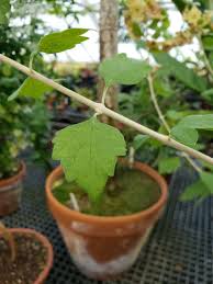 Image result for Karomia tettensis