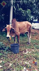 (b) berselawat kepada nabi muhammad saw; Aidil Adha 2018 Lembu Korban Baling