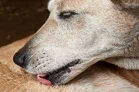 Hot Spots On Dogs Causes Diagnosis Treatment And Prevention Daily Paws