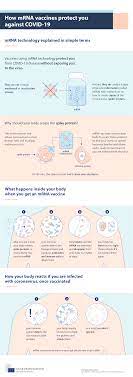 A ribonucleic acid ( rna) vaccine or messenger rna ( mrna) vaccine is a type of vaccine that uses a copy of a natural molecule called messenger rna (mrna) to produce an immune response. How Mrna Vaccines Protect You Against Covid 19 Consilium