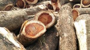 Kebutuhan kayu tidak akan ada habisnya untuk memenuhi kebutuhan manusia, termasuk dalam hal kebutuhan untuk rumah, mulai dari bahan konstruksi, furniture, pintu, jendela, dan kebutuhan lainnya. Jenis Jenis Kayu Untuk Pintu Rumah Sakti Desain