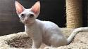 30+ Most Beautiful Devon Rex Cat Pictures And Photos
