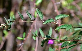 Image result for Melochia melissifolia