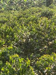 Image result for Coffea mufindiensis