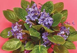 Image result for Saintpauliopsis lebrunii