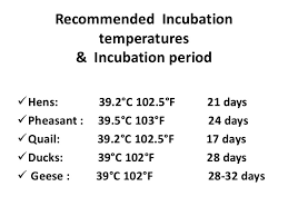 Incubation