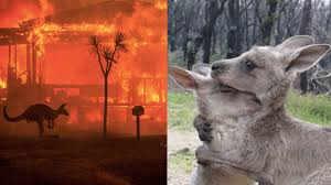 Es decir, en bosques, pastizales o praderas. Casi 500 Millones De Animales Han Muerto Por Incendios En Australia