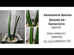 Image result for Sansevieria sinus-simiorum