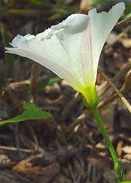 Image result for Convolvulus arvensis