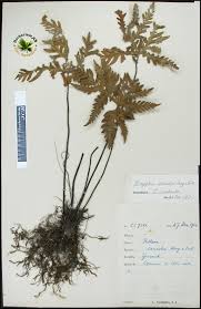 Image result for Doryopteris concolor