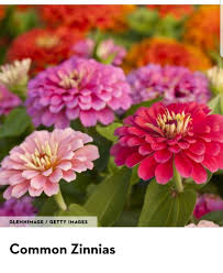 Pin By Navin Sahay On Flower Guide For Kids Flower Pots Zinnias Flower Seeds