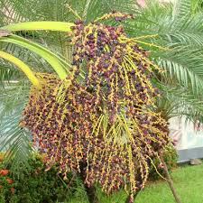 We did not find results for: Pygmy Date Palm Phoenix Roebelenii 15 Seeds Free Us Shipping Floridaseeds