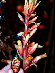 Image result for Renealmia africana