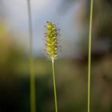 Image result for Setaria parviflora