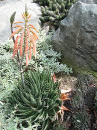 Image result for Pearsonia aristata