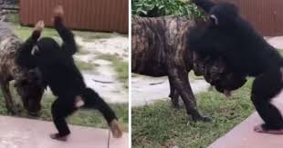 In The Video You Can See A Chimpanzee In A Back Yard With A Full Grown Cane Corso Dog The Ape Is Definitely Playing Rough And Looki Cane Corso Corso Dog Dogs