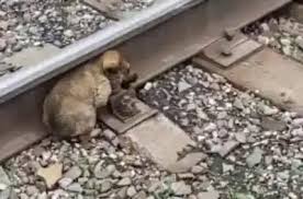 Helen Frances (Kociatkowski) Trivison