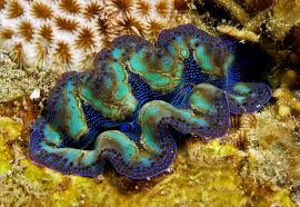 Image result for Zehneria tridactyla