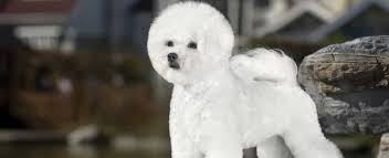 Bichon frise puppies for sale in indiana united states. Bichon Frise Dog Breed Profile Petfinder