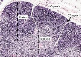 Image result for Thymus