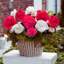 Image result for Begonia iucunda