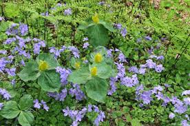 Check spelling or type a new query. The Best Native Bulbs And Spring Ephemerals Garden Collage Magazine