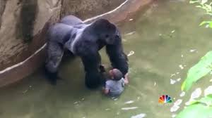 These ladder brands are little giant, gorilla, and werner ladders. Killed Gorilla Seemed To Protect Child Who Fell In Enclosure Witness