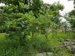 Image result for Celtis zenkeri