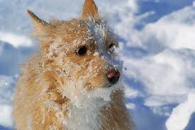 🐶 in questo nuovo video ti mostreremo quali sono i migliori cani da appartamento, alcune delle loro caratter. Cani Da Appartamento Le Migliori Razze Di Cani Nani