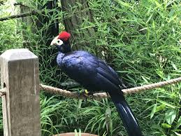 Birds Of A Feather Williamsburg Pin On Animals