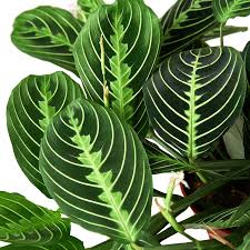 Image result for maranta