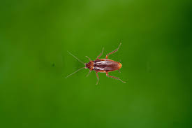 Find pest control pros in north port, fl. Over A Cheever Pest Control Serving Port Charlotte North Port Englewood Venice Sarasota Areas