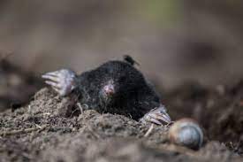 Borax for killing cockroaches has been used and heard by many households for a long time, but still, many questions have been left unanswered for some people. How To Deal With Moles This Winter Winter Pest Control
