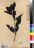 Image result for Rothmannia urcelliformis