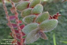 Image result for Cyanotis longifolia
