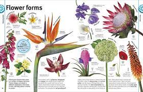 Discover our selection of the best tropical house plants seeds of the market. Trees Leaves Flowers Seeds A Visual Encyclopedia Of The Plant Kingdom Nhbs Bookstore