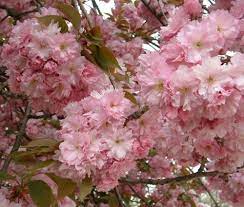 Japanese Flowering Cherry Prunus Serrulata Tree Seeds Fast Showy Fall Color Japanese Cherry Tree Flowering Cherry Tree Prunus Serrulata