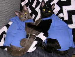 It is difficult for your cat to reach the wound, but as the suit is not too tight around its belly. Diy Body Sock Alternative To Elizabethan Cone Pet Project