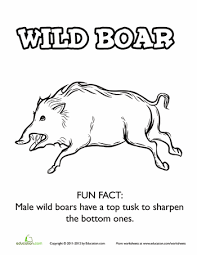 Wild Boar Worksheet Education Com Wild Boar Boar Wild