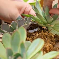 Sphagnum is a genus of approximately 380 accepted species of mosses, commonly known as peat moss, though they are different as peat moss has a more acidic ph level. How To Make A Succulent Wreath Calloway S Nursery