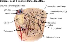 Compact bone consists of closely packed osteons or haversian systems. Download The Internal Structure Of A Bone Compact Bone Full Size Png Image Pngkit