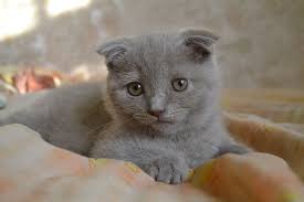 Scottish Fold Kedi Cinsi Ozellikleri Ve Bakimi Miyavliyo