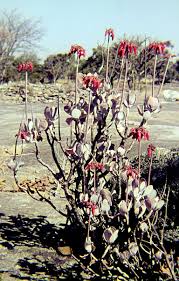 Image result for Cotyledon barbeyi