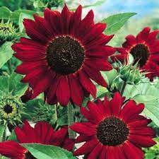 Red Giant Sunflower Red Sun Helianthus Annuus 80 High Quality Flower Seeds 0 99 Https Www Amazon Co Uk Gp Red Sunflowers Flower Seeds Annual Flowers