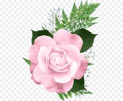 Maybe you would like to learn more about one of these? Rosa Rosa De Sarom Cor Png Transparente Gratis