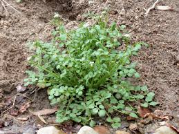 Perennial weeds are the most difficult to get rid of. How To Defend Lawns Gardens Against Invasive Weeds Oregonlive Com