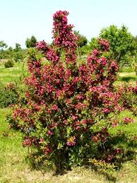 Weigela Eva Rathke Weigelie Garten Pflanzen Weigelie Straucher Garten