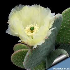 You can grow new cacti from a pup that shoots off of a healthy mother plant. Opuntia Microdaysis Caress