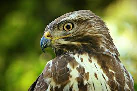 De wetenschappelijke naam van de soort werd als falco buteo in 1758 gepubliceerd door carl linnaeus. Buizerd Vogel Predator Gratis Foto Op Pixabay