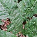 Image result for Anthonotha macrophylla